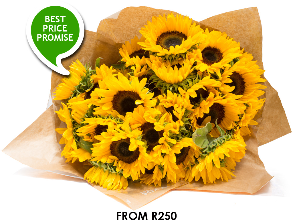 radiant-sunflowers