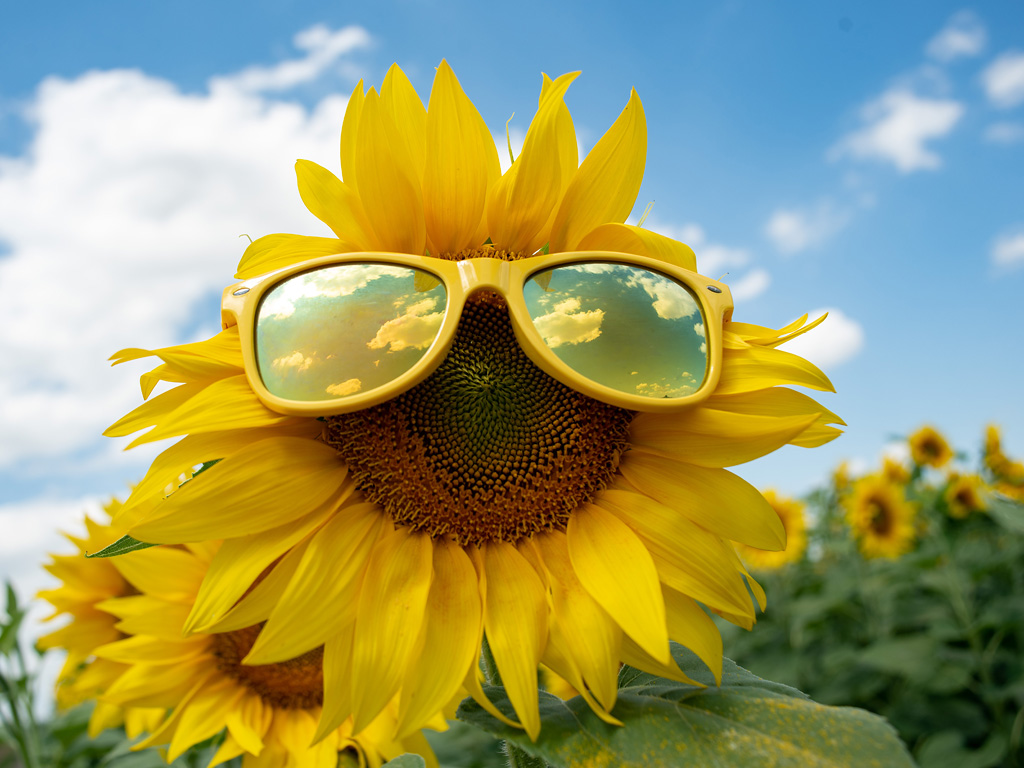 sunflower-with-sunglasses